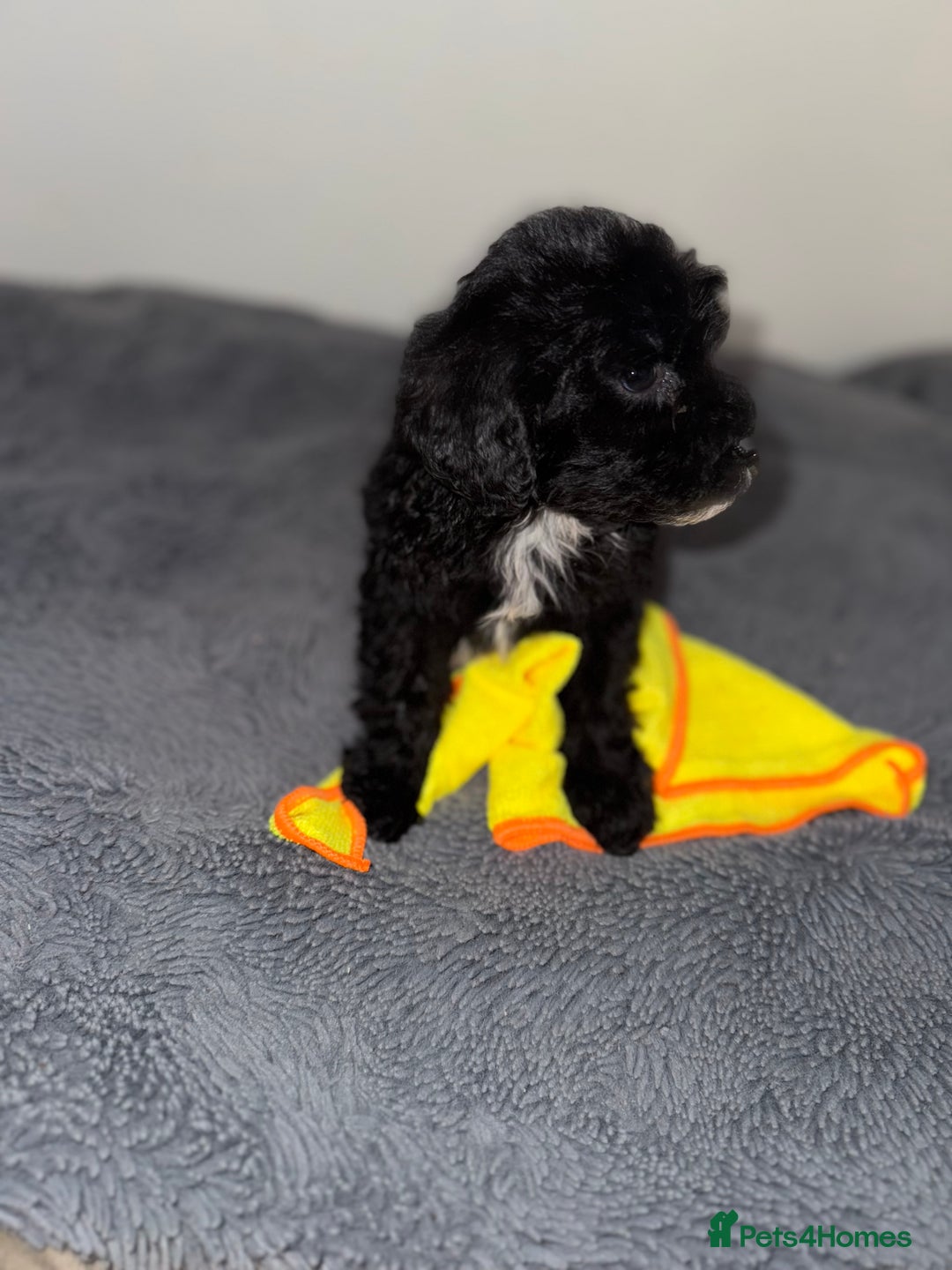 Sheepadoodle dogs for sale: Micro-mini Sheepadoodle reduced !!!!! - Image 27