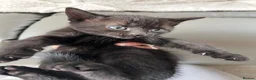 Mixed Breed cats for sale: Beautiful kittens  - Advert 8