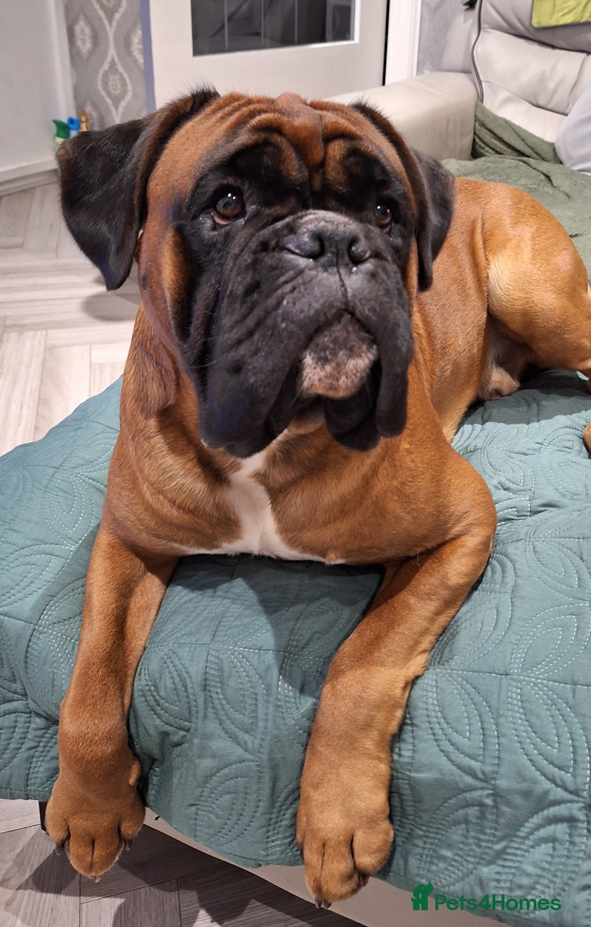 Boxer dogs KC REG PROVEN 0 HEART SCORE BOBTAIL STUD - Advert 1