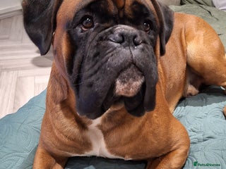 Boxer dogs KC REG PROVEN 0 HEART SCORE BOBTAIL STUD - Advert 1