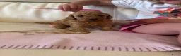 Miniature Poodle dogs for sale: Miniature Poodle Puppies - Advert 6