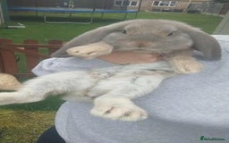 French Lop rabbits for sale: Beautiful french lop girl - Image 3