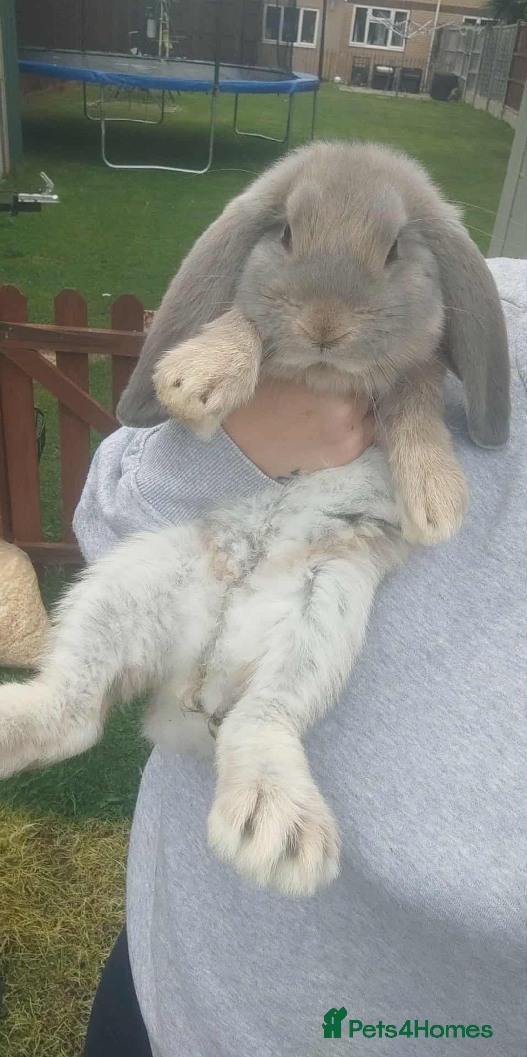 French Lop rabbits for sale: Beautiful french lop girl - Image 3
