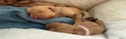 Hungarian Vizsla dogs for sale: KC Registered Hungarian Viszla litter  - Advert 13