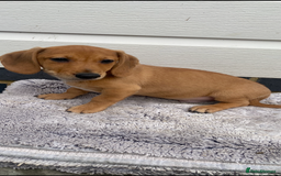 Mixed Breed dogs for sale: Dachshund x jack Russell  - Image 3