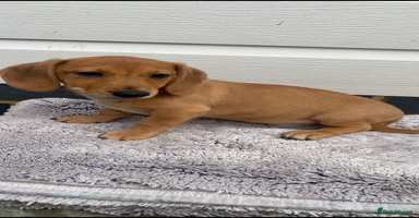 Mixed Breed dogs - Advert 8