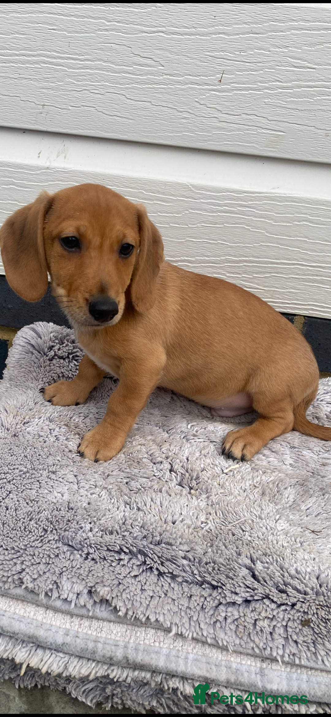 Mixed Breed dogs for sale: Dachshund x jack Russell  - Image 3