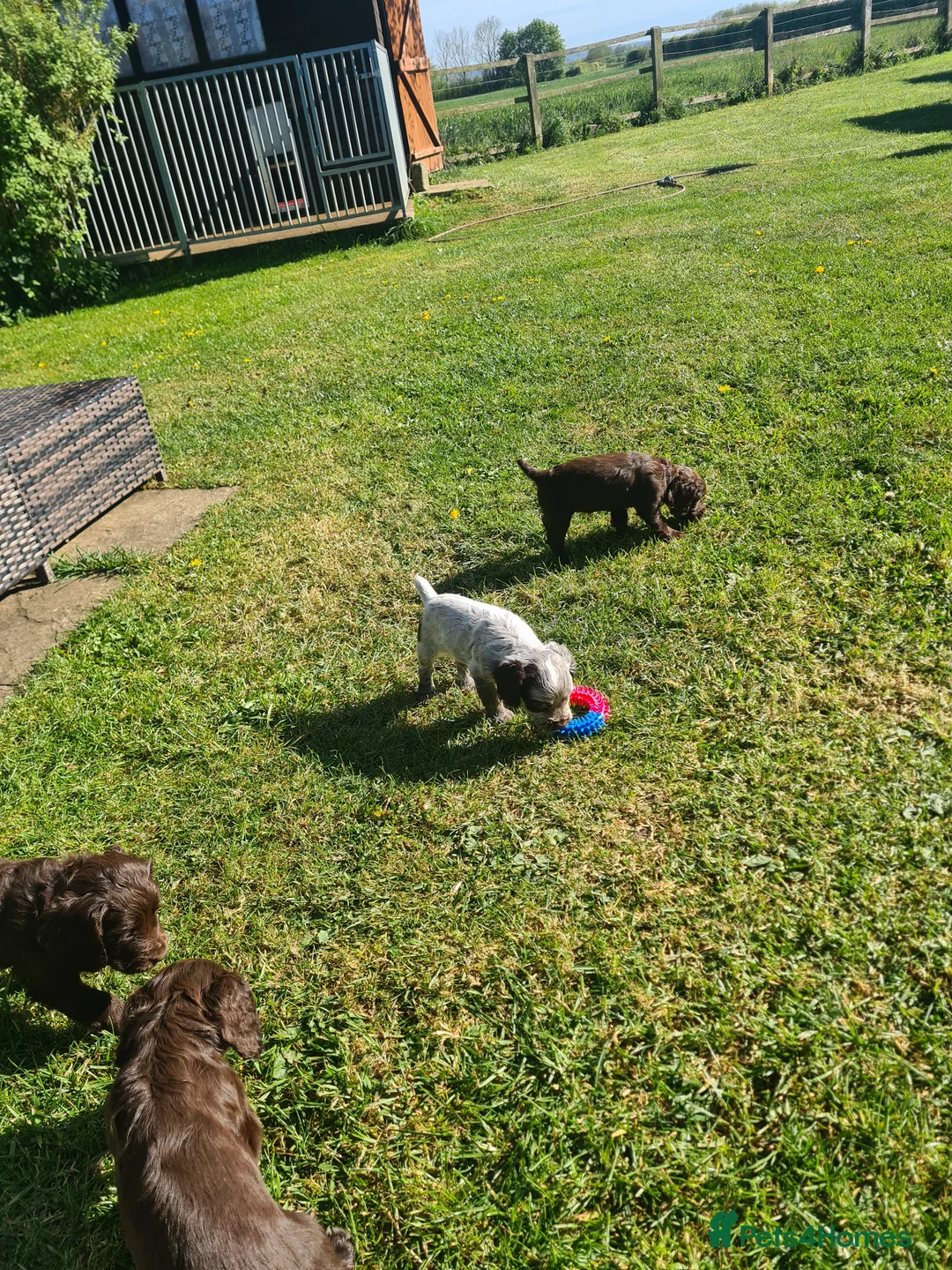 Cocker Spaniel dogs for sale: RkC Working Cocker Spaniel Puppies  - Advert 2