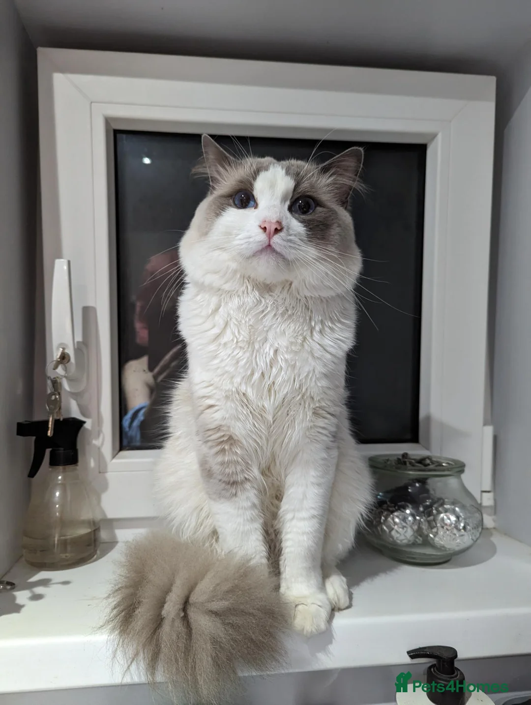 Ragdoll cats for sale: Ragdoll cats boy & girl  - Advert 1