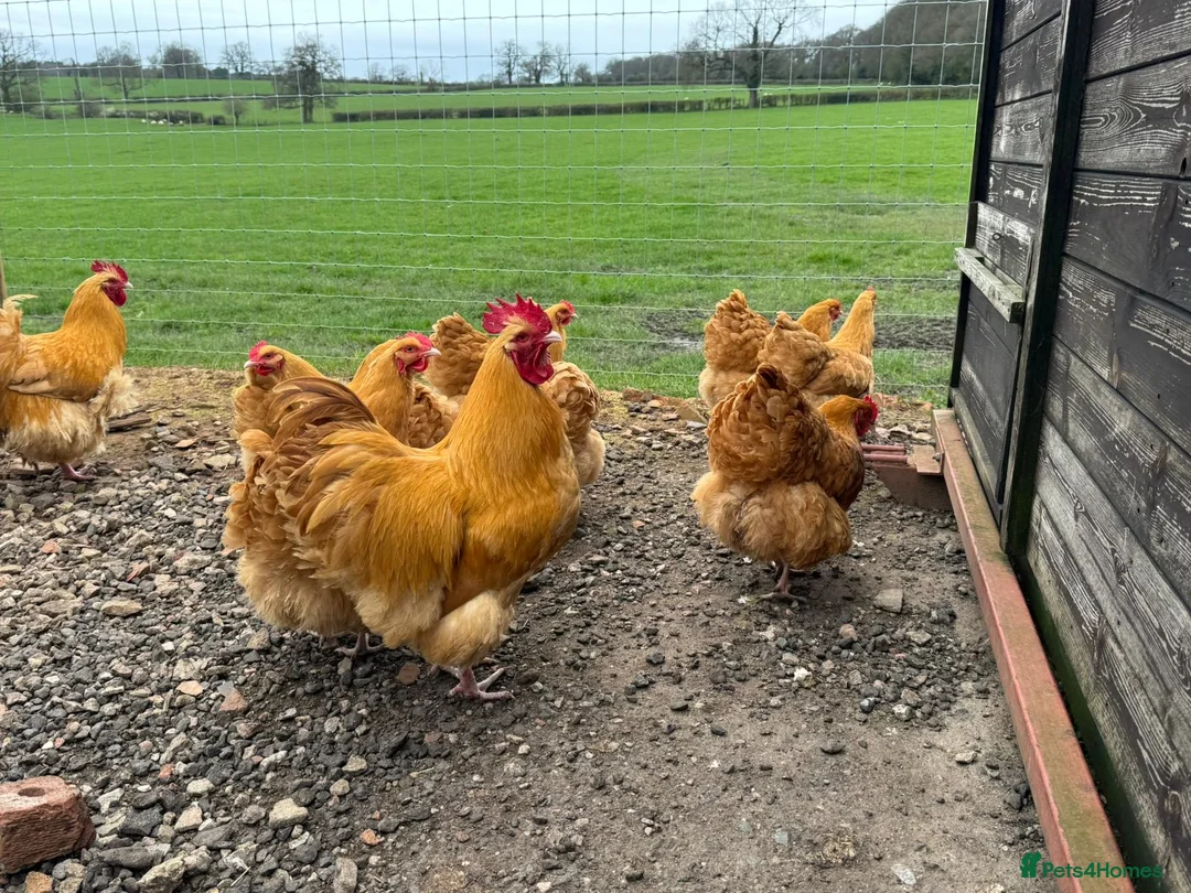 Chickens poultry for sale: Show Quality Hatching Eggs Various Breeds  - Advert 2