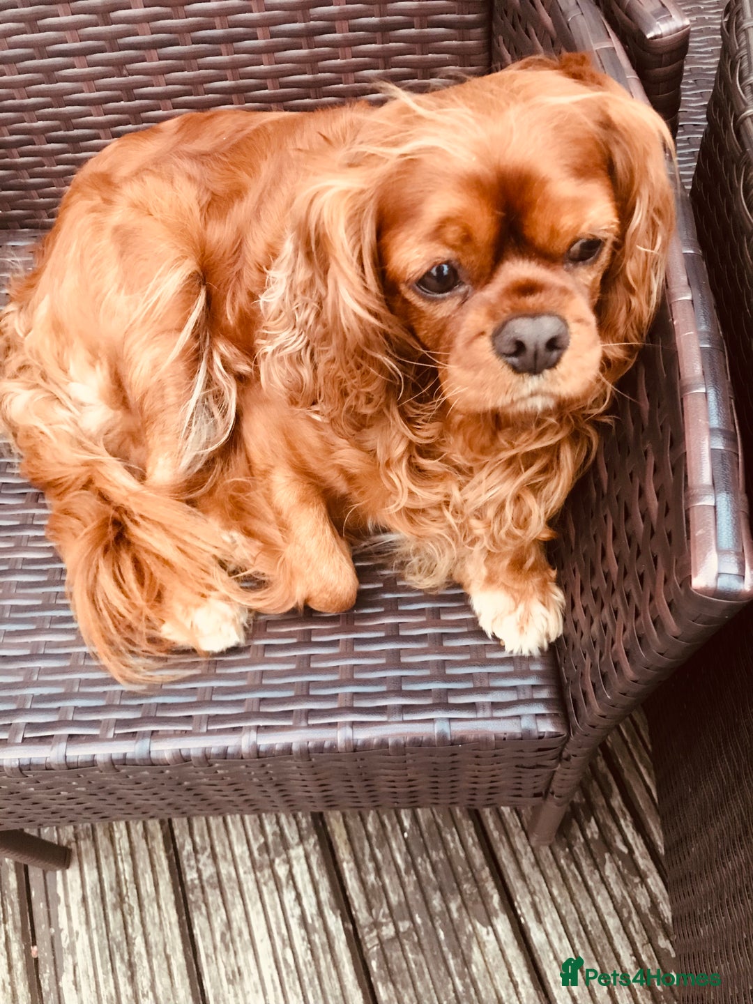 Cavapoo dogs for sale: CAVAPOO F1 WAITING LIST OPEN - Image 3
