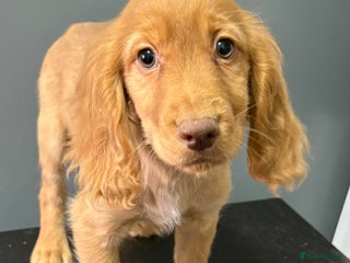 Cocker Spaniel dogs READY NOW FULLY VAX RED WORKING COCKER SPANIELS - Advert 1