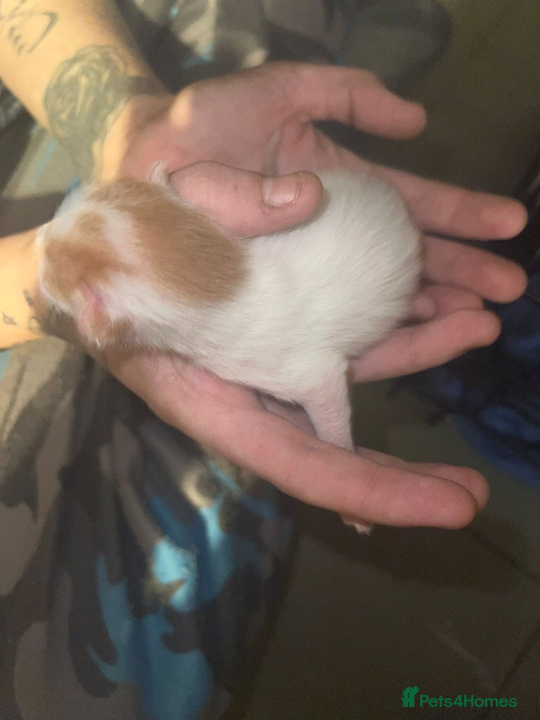 Mixed Breed cats for sale: Three kittens  - Image 2