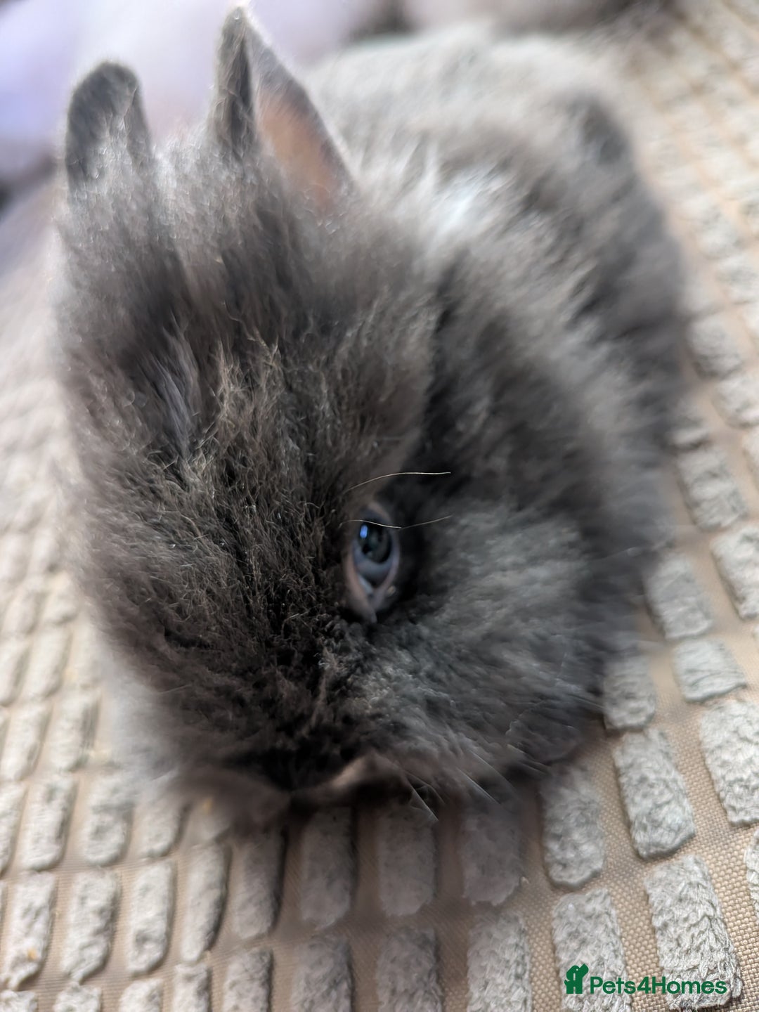 Lionhead rabbits for sale: Lionhead x Netherland dwarf - Image 8
