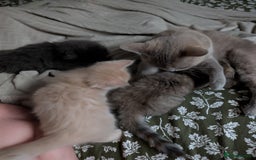 Mixed Breed cats for sale: Fluffy Cream BSH Mixed Breed Male Kitten - Image 5