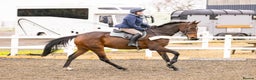 Irish Thoroughbred horses for sale: Athletic And Capable Allrounder  - Advert 5