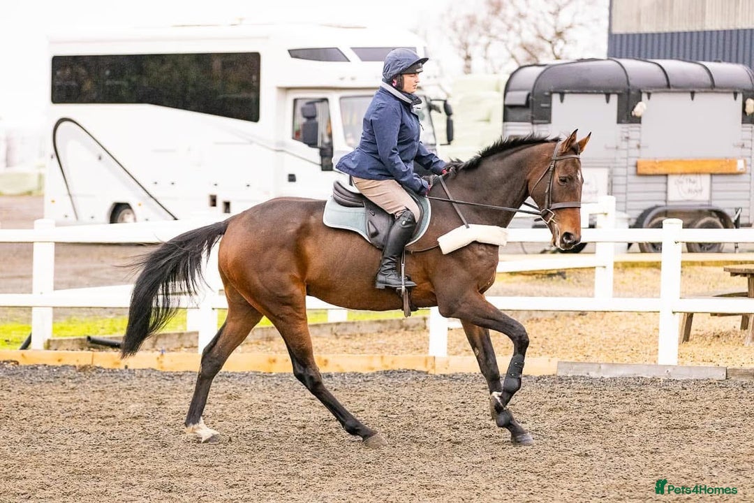 Irish Thoroughbred horses for sale: Athletic And Capable Allrounder  - Advert 5