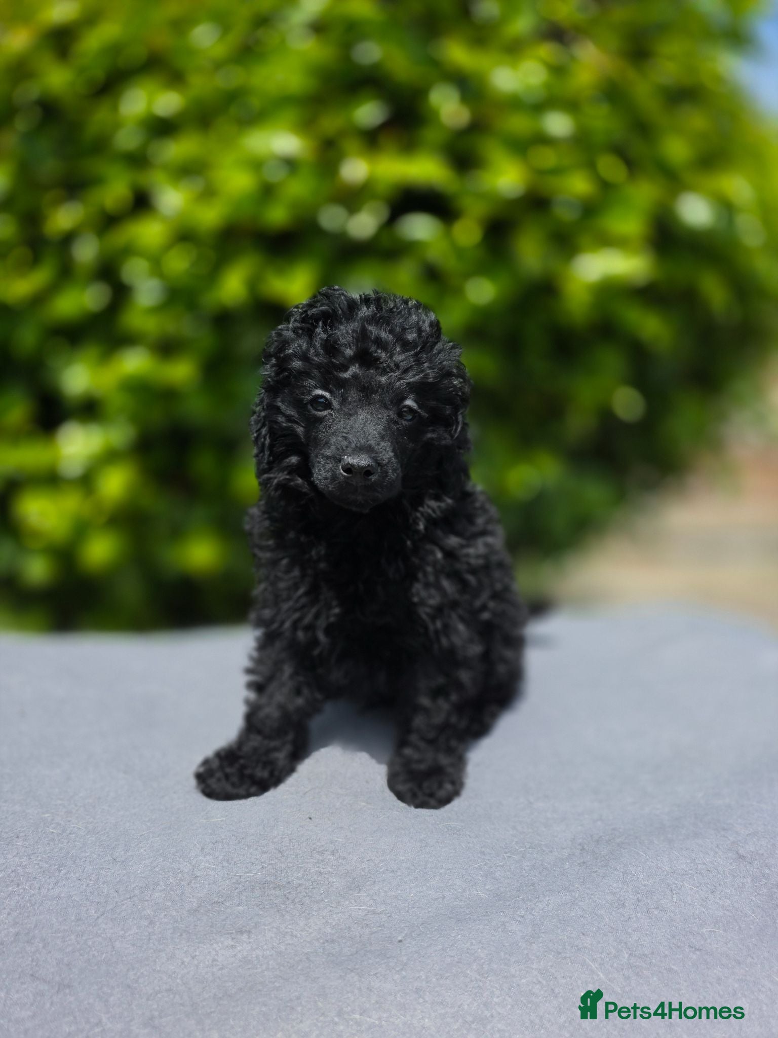 Toy Poodle dogs KC REGISTERED TOY POODLES FULLY HEALTH TESTED  - Advert 11