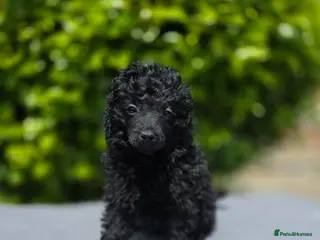 Toy Poodle dogs KC REGISTERED TOY POODLES FULLY HEALTH TESTED - Advert 5