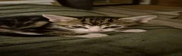 British Shorthair cats for sale: 2 gorgeous male kittens for sale  - Advert 10