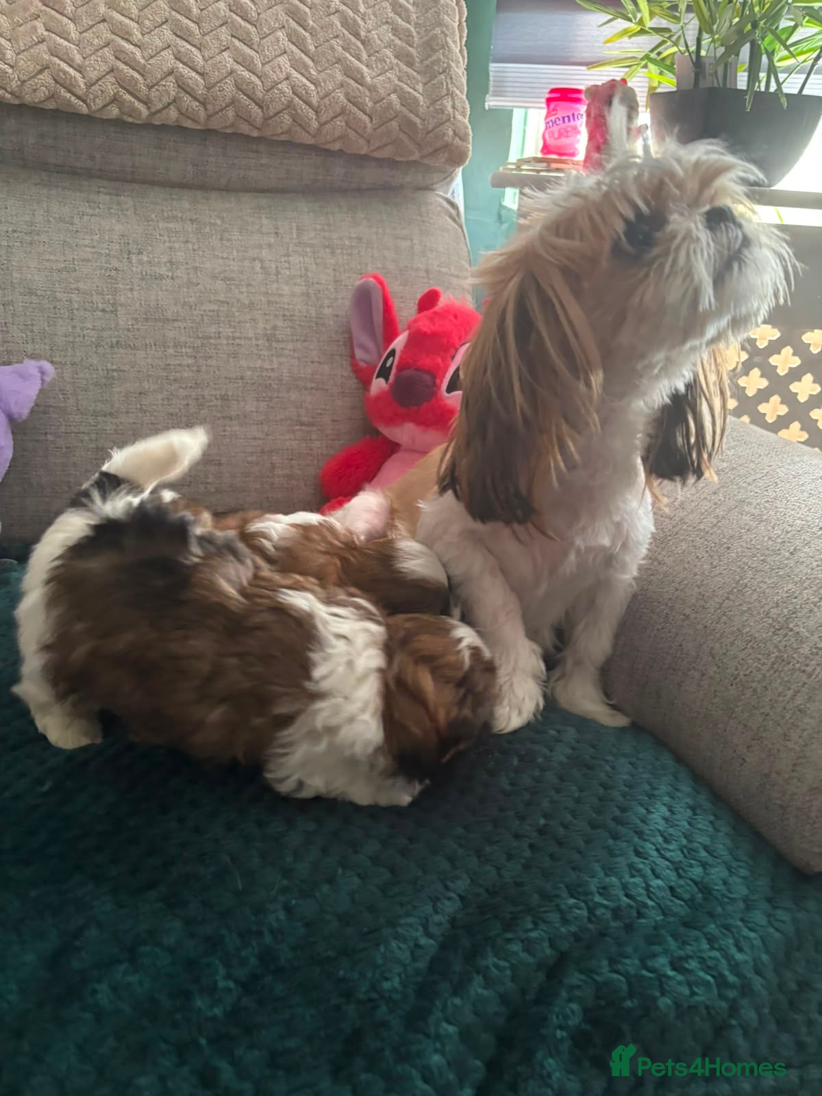 Shih Tzu dogs Shih tzu for sale. - Advert 1