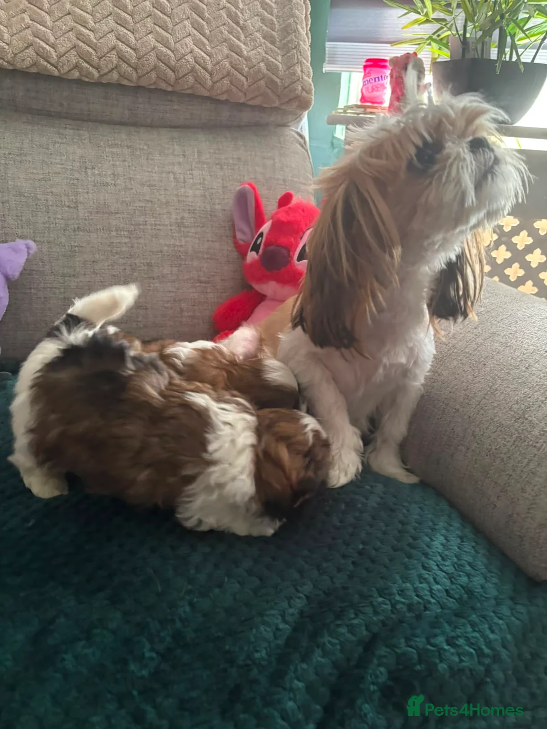 Shih Tzu dogs for sale: Shih tzu for sale. in Glasgow - Advert 1