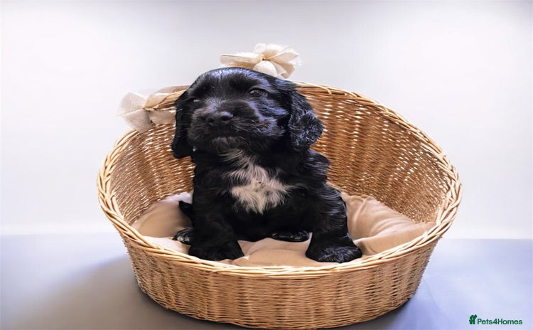 Cocker Spaniel dogs  GORGEOUS CHAMPION LINE SHOW COCKERS 💕 - Advert 1