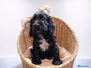 Cocker Spaniel dogs GORGEOUS CHAMPION LINE SHOW COCKERS 💕 - Advert 2