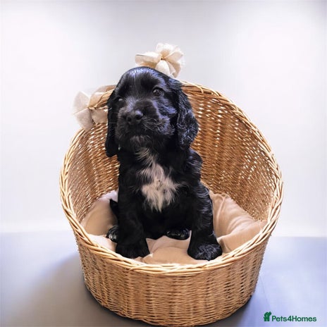 Cocker Spaniel dogs GORGEOUS CHAMPION LINE SHOW COCKERS 💕 - Advert 1