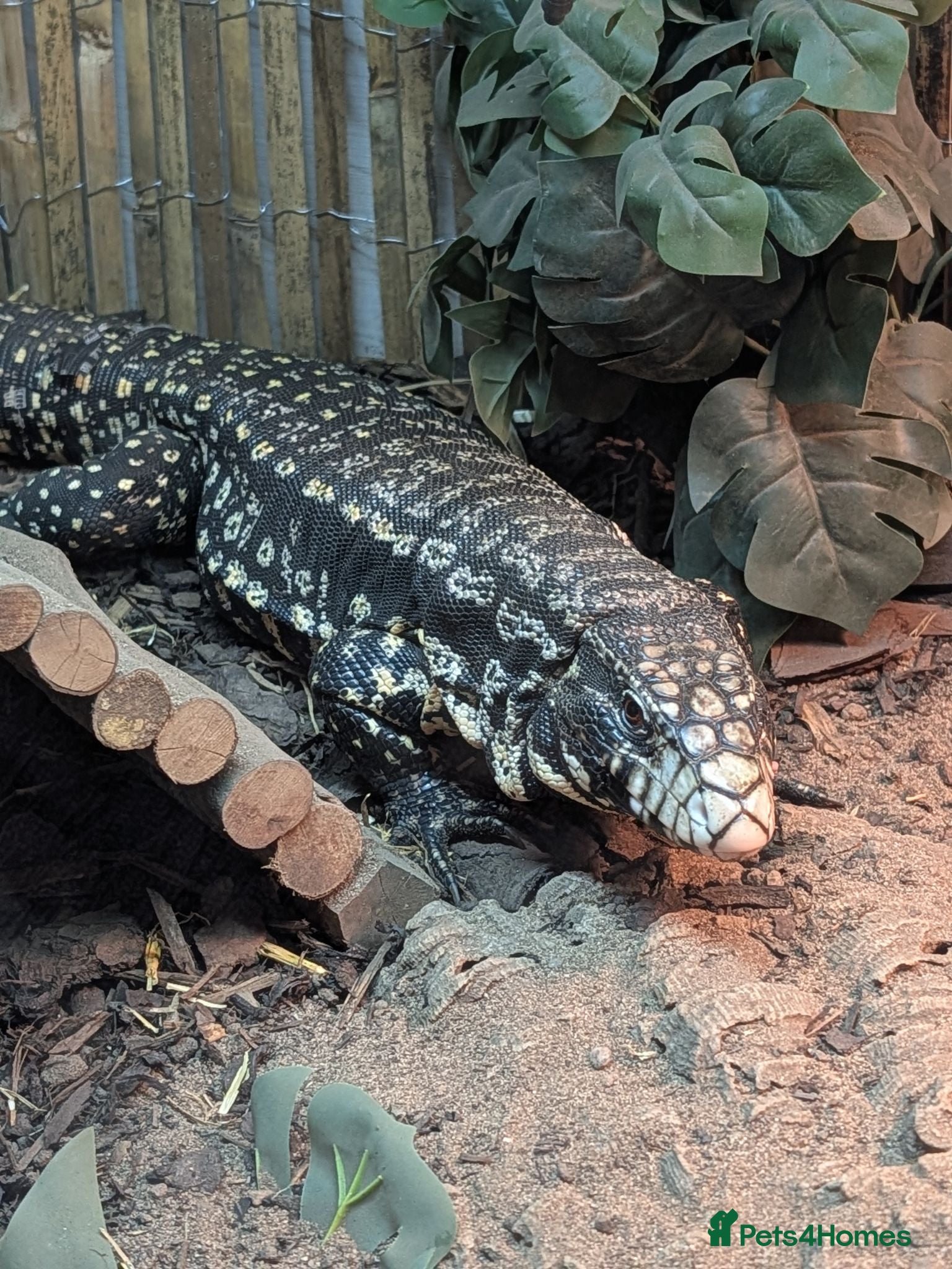 Mixed Breed reptiles Various snakes and lizards looking for good homes - Advert 1