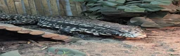 Mixed Breed reptiles for sale: Various snakes and reptiles looking for good homes - Advert 7