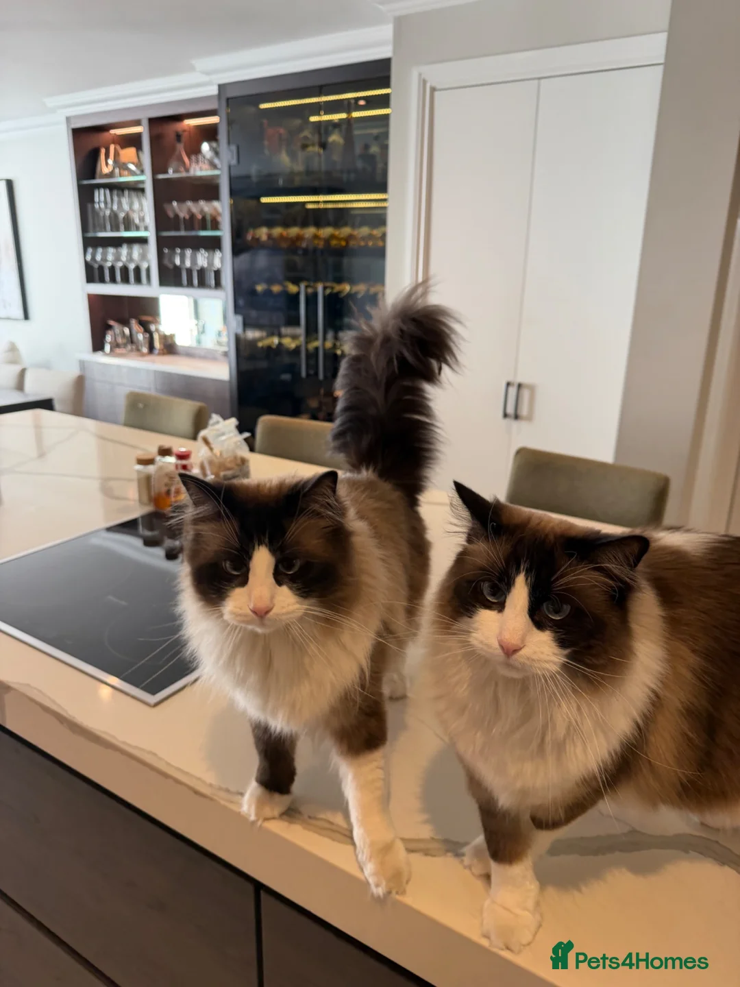 Ragdoll cats for sale: 2 male adult ragdolls - rehoming  in London - Advert 2