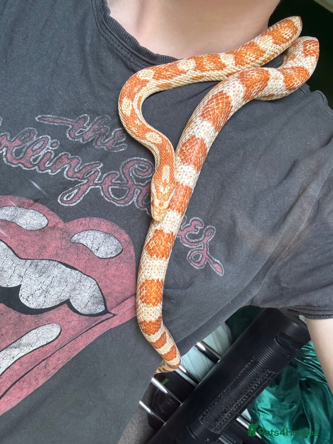 Corn Snake reptiles for sale: Albino Cornsnake and full set up.  - Image 3