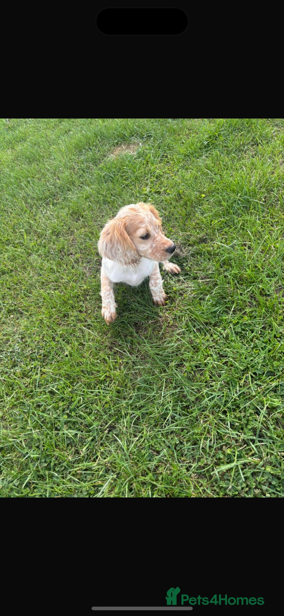Cocker Spaniel dogs ❗️last boy ❗️cockers looking for new homes  - Advert 6