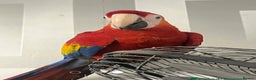Parrots birds for sale: BABY MALE SCARLET MACAW WITH CITIES AND DNA PAPERS - Advert 2