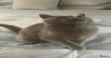 British Shorthair cats - Advert 10
