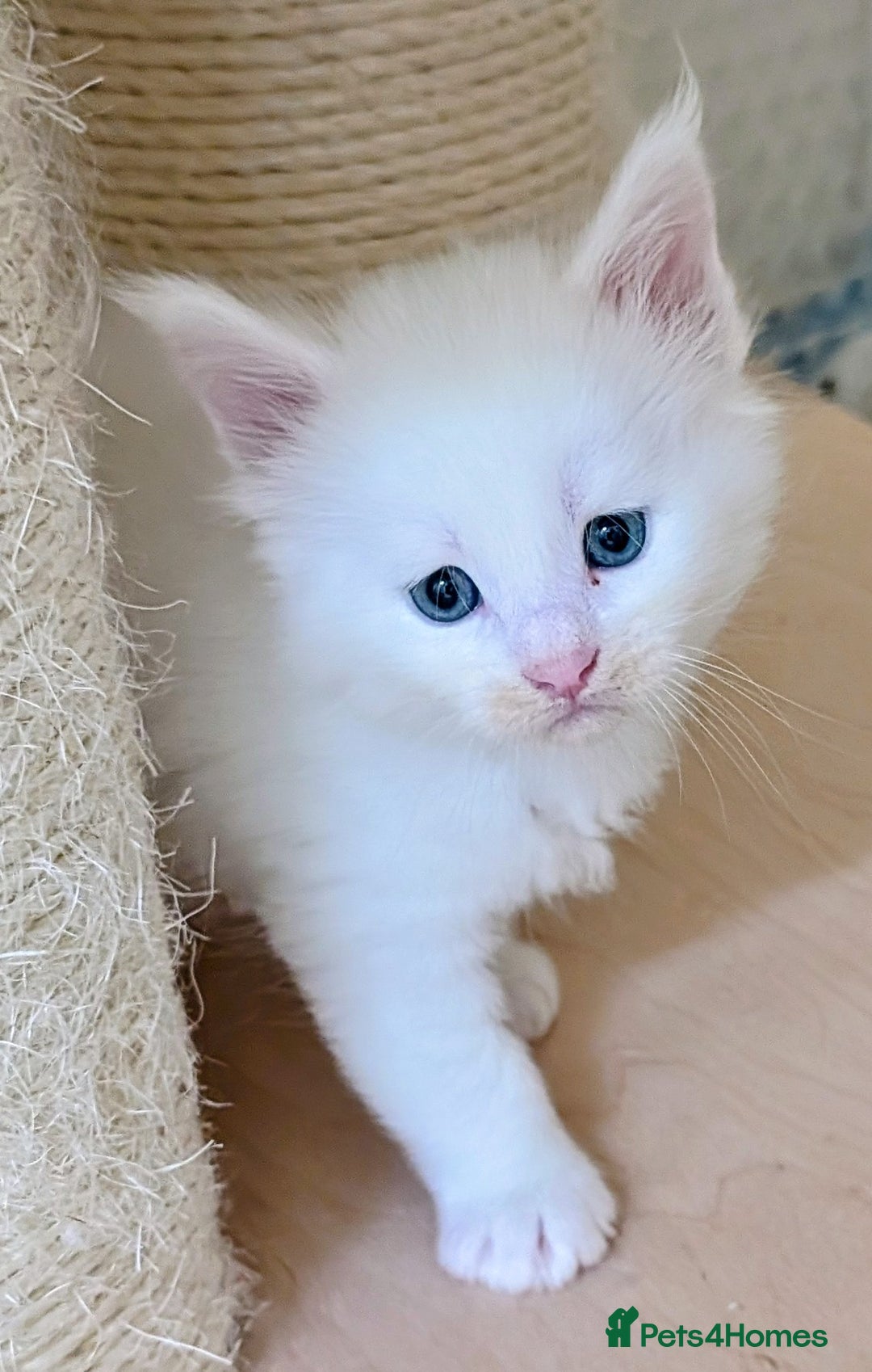 Maine Coon cats for sale: Beautiful Tica Registered Maine Coon Kittens  - Advert 28