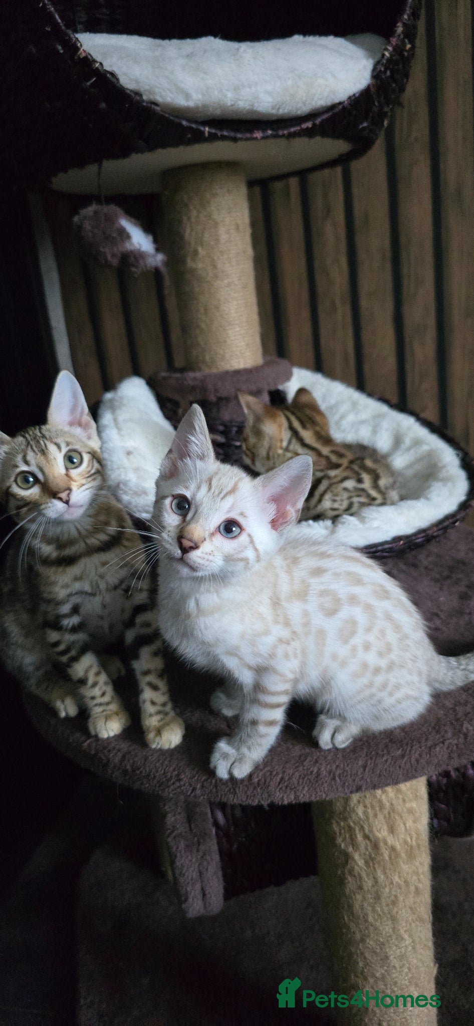 Bengal cats 🔥only 1 seal Lynx boy and 1 brown boy left🔥 - Advert 11