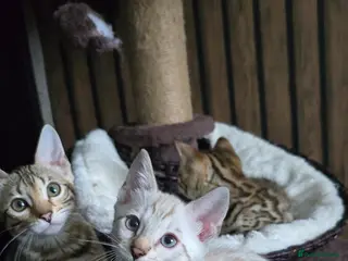 Bengal cats 🔥only 1 seal Lynx boy and 1 brown boy left🔥 - Advert 11