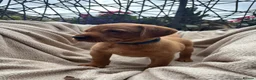 Labrador Retriever dogs for sale: Fox Red Labrador Puppy’s for Sale - Advert 32