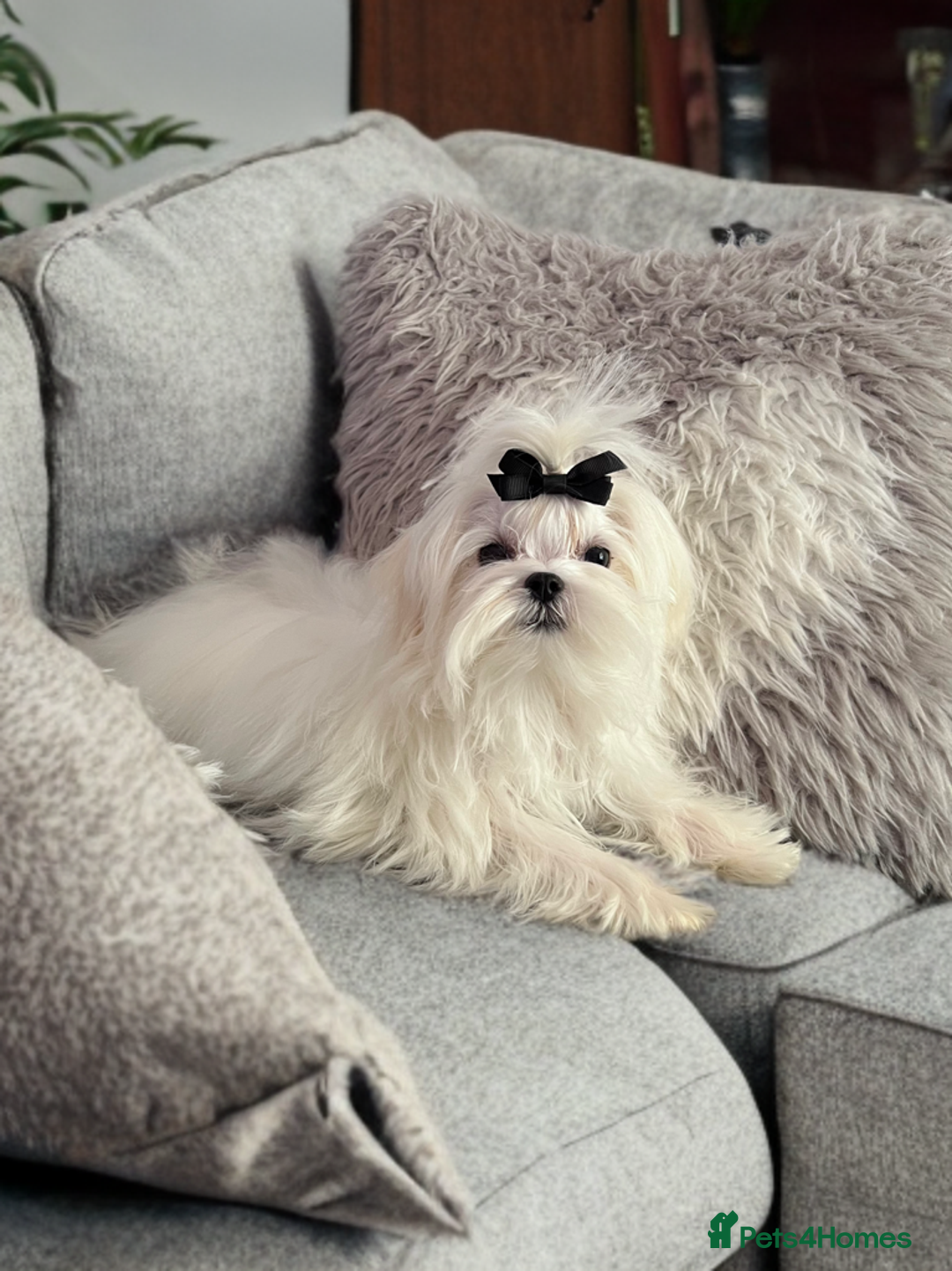 Maltese dogs for sale: Last male Pure Korean Maltese  - Image 4