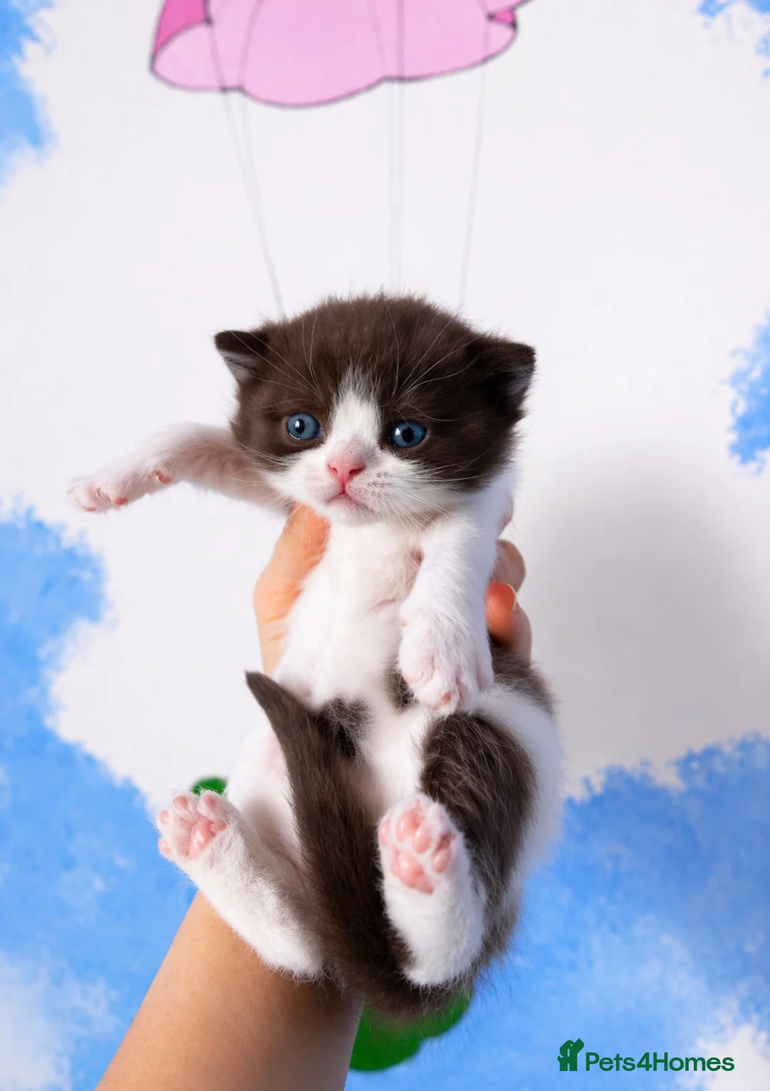 British Shorthair cats for sale: ⭐ Stunning Rare Colour Shorthair Kittens - Advert 1