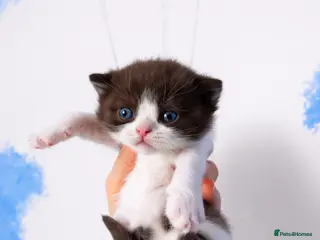 British Shorthair cats ⭐ Stunning Rare Colour Shorthair Kittens - Advert 1
