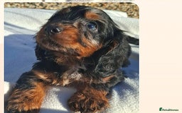 Cockapoo dogs for sale: Cockapoo puppies f1 Rare exceptional litter!!!!♥️ - Image 7