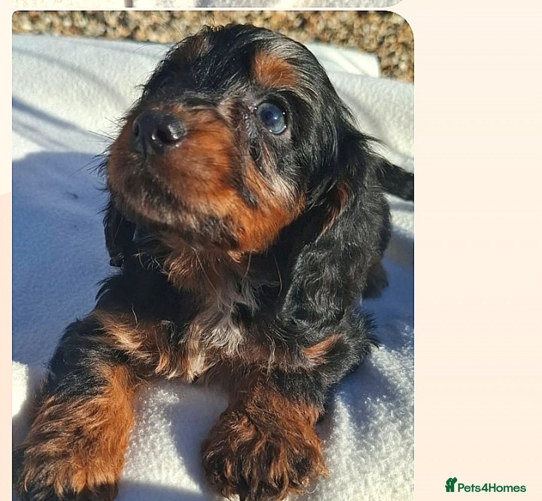 Cockapoo dogs for sale: Cockapoo puppies f1 Rare exceptional litter!!!!♥️ - Image 7