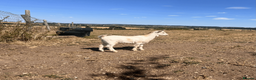 Goats livestock for sale: Female and wether pygmy goat kids for sale - Advert 8