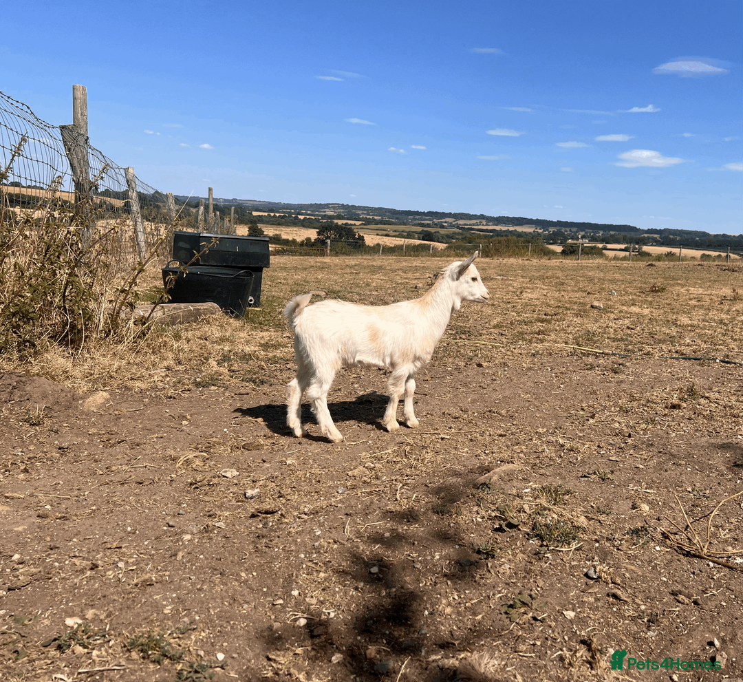 Goats livestock for sale: Female and wether pygmy goat kids for sale - Advert 8
