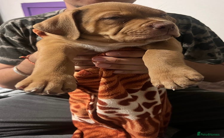 Mixed Breed dogs - Advert 1