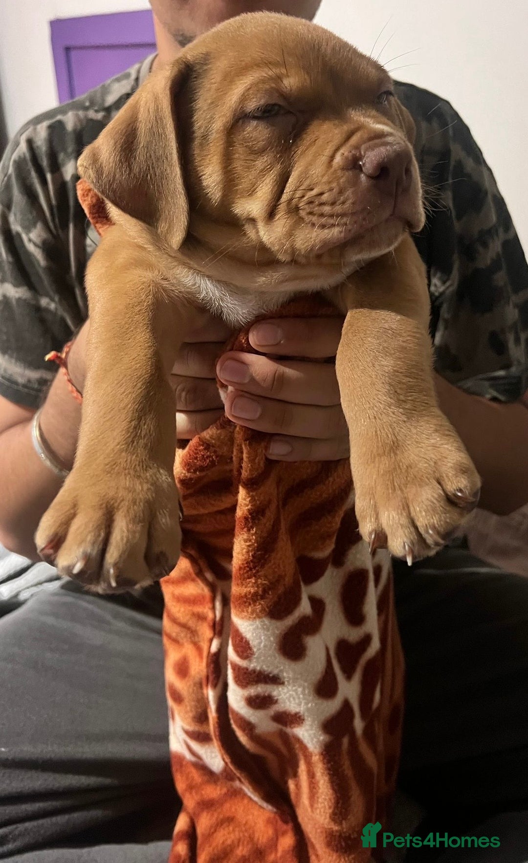 Mixed Breed dogs for sale: Rottweiler American Bulldog Cross Puppy for Sale - Image 1
