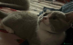 British Shorthair cats for sale: British short hair boy still available - Image 21
